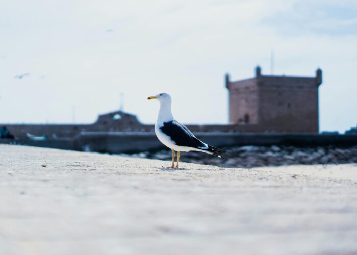 3 Days Agadir To Marrakech Desert Itinerary